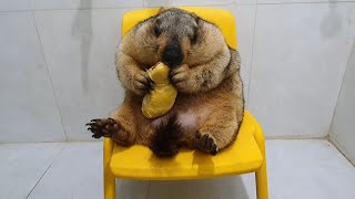 marmot sitting on a chair chewing smelly durian