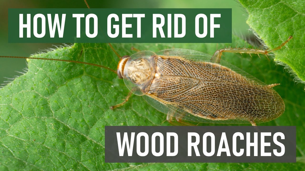 How Do You Get Rid of Wood Roaches 