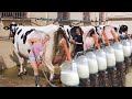 Intelligent technology smart farming automatic cow feeding modern cow milking automatic machine