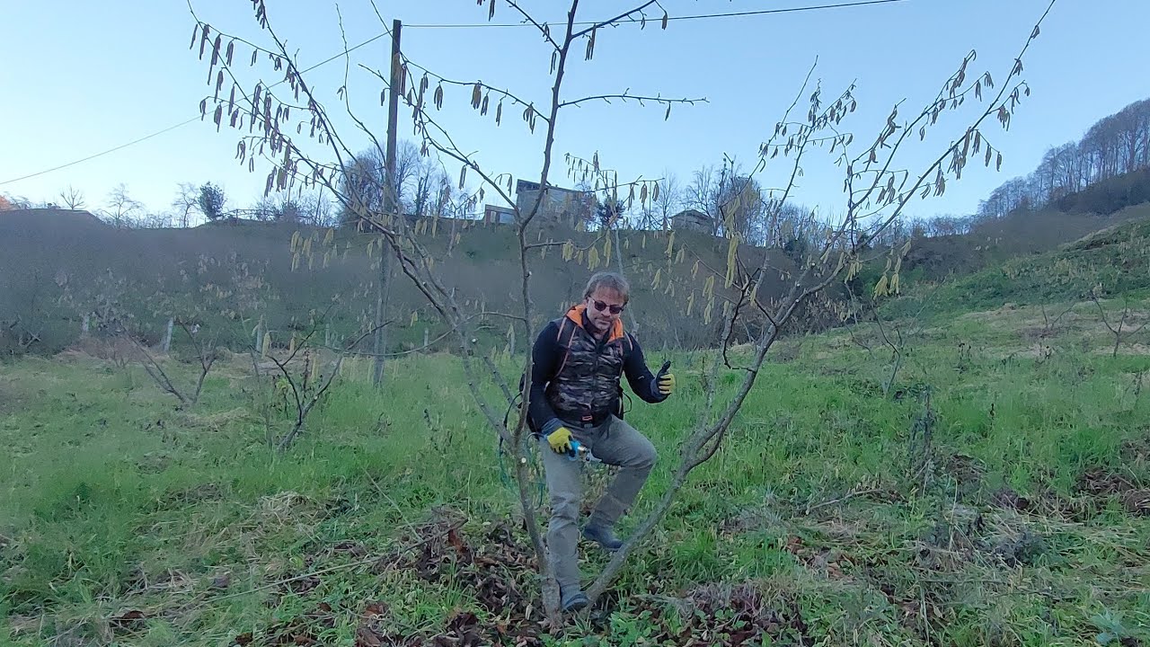 Fındık Bahçesinde Budama
