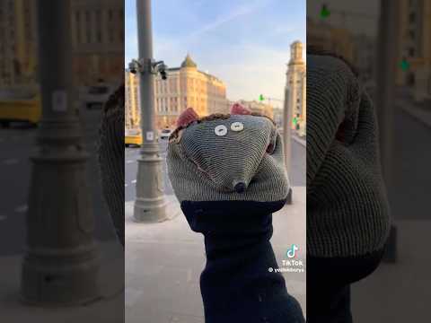 Ёжики любят Москву #ёжик #Москва #животные #смешно #ягоды #весело #юмор