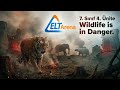 7. Sınıf 4. Ünite "Wildlife is in danger."