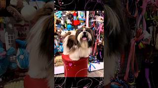 “Winning Bite Brownie Trophy"🏆🐕♥️#BrownieDog#TrophyBrownie#CuteDogVideo#DogLovers#PetMoments#DogLife