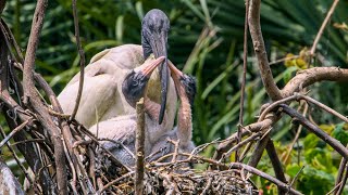 Sibling Rivalry: Sacred Ibis Chicks Compete in Durban's Botanical Gardens.