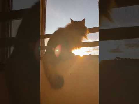 【5.4.3.2.1…】かわいいペルシャ猫【夕日に向かって♪】