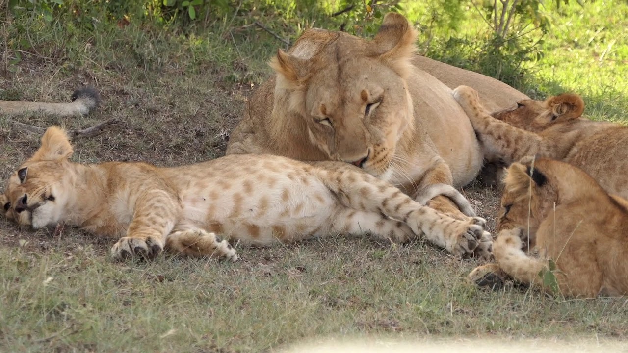 Lions  Of Kicheche Valley #2