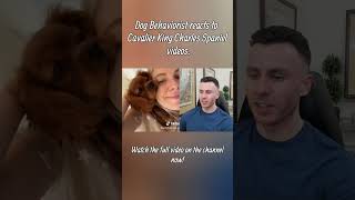 Dog trainer reacts to Cavalier King Charles Spaniel videos part 1 #kingcharlesspaniel #dogs