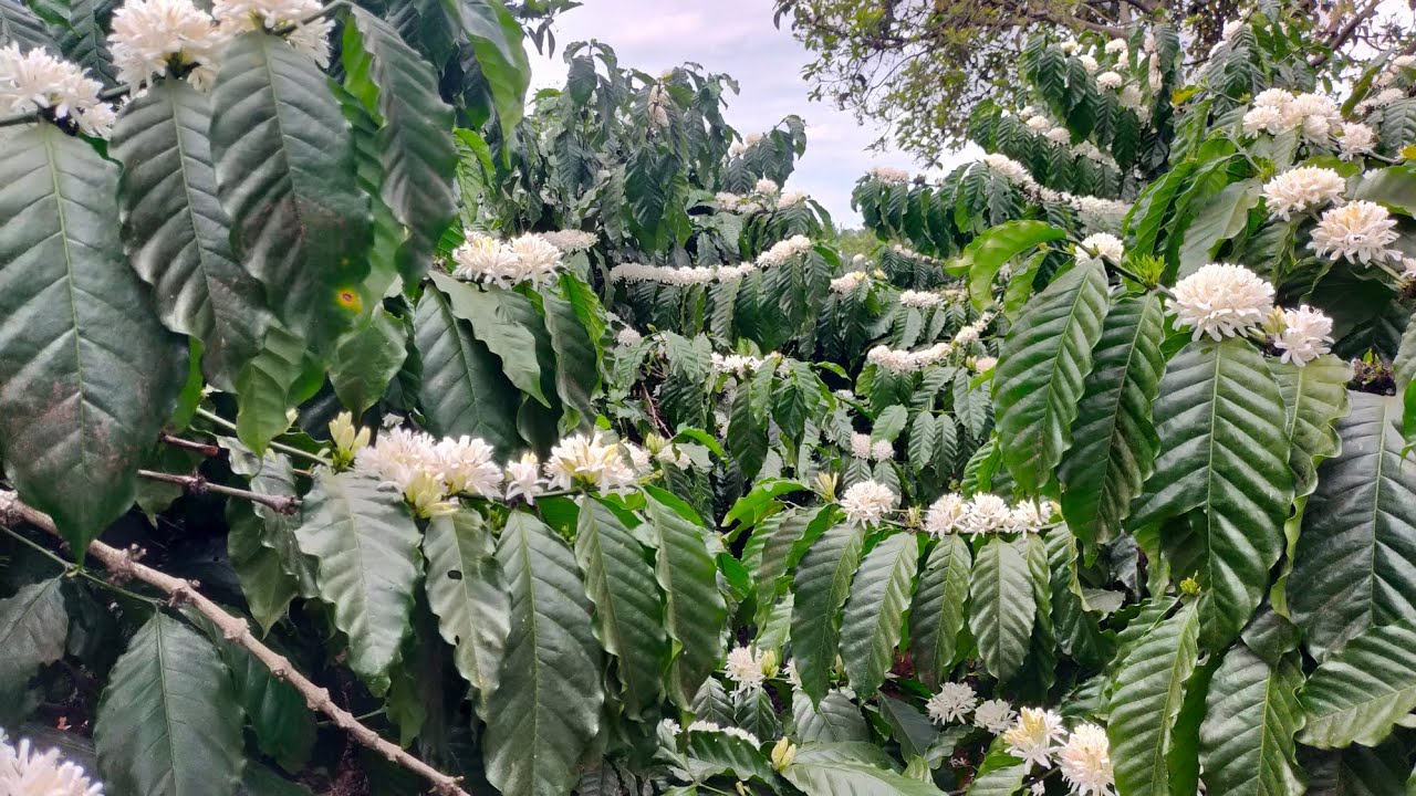 nông dân cần làm gì để bảo vệ trái cafe non sau khi làm bông