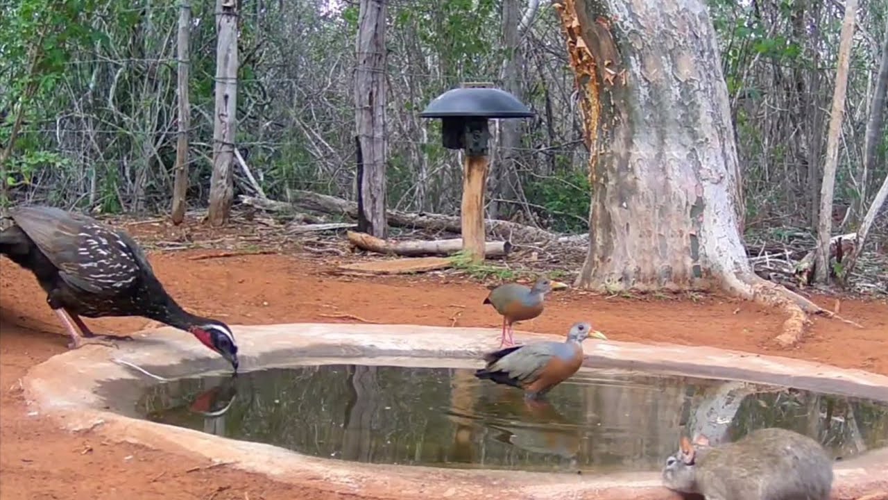A PEQUENA PICINA FOI A SALVAÇÃO DOS ANIMAIS EM DIAS DE MUITO CALOR...