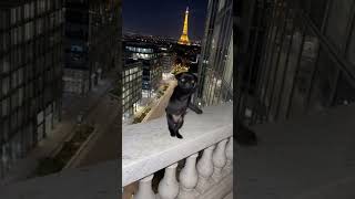 Pibble shows us the Eiffel Tower with his dance