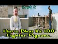 Haris bhai ke 100 fighter pigeons  kabutar  pigeons  kabutar bazi in pakistan