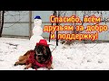 Так ПОЗДРАВЛЯЕМ только МЫ! С НОВЫМ ГОДОМ! Представление, стихи и благодарность для ДРУЗЕЙ приюта!