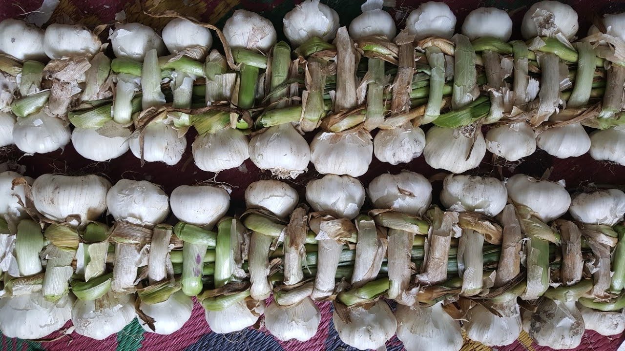 افضل طريقة لتخزين الثوم الاخضر من السنة للسنة