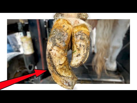 Biggest Cow's Hoof Of The Year | Trimming A Beautiful Pet Cow