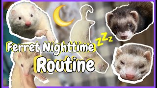 Ferret NIGHTTIME ROUTINE! Cage Free Ferrets