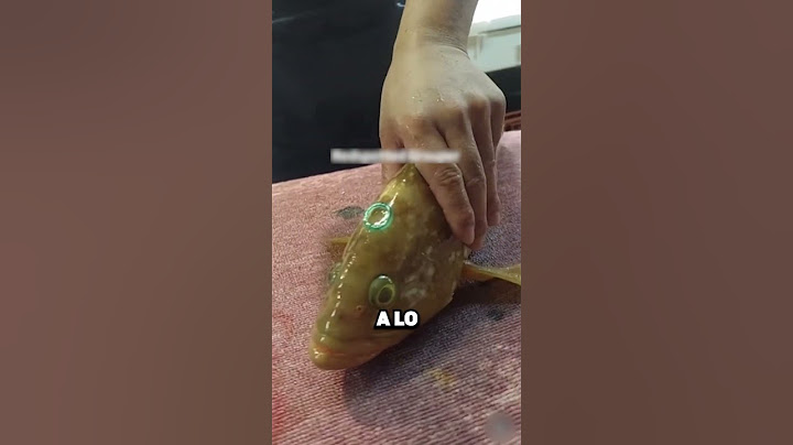 ¡Así duermes para siempre a un pez sin causarle dolor! 🐟💤