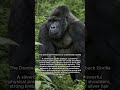 The Dominant Presence of a Silverback Gorilla #gorillas
