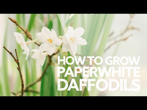 Vidéo: Paperwhite Bulb Reblooming - Comment faire refleurir les Paperwhites