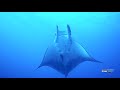 Mantas en El Hierro -  26/5/21