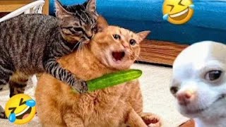 best funniest cat and dog funny animals video 2024