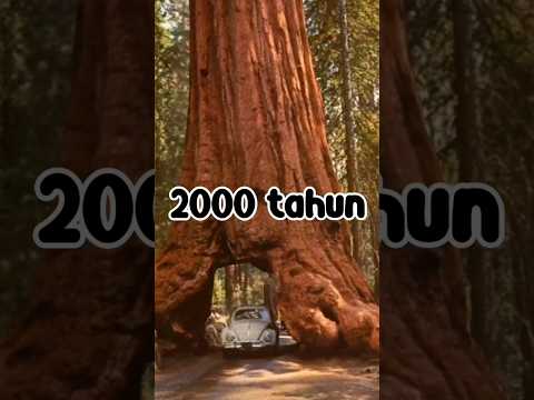 Video: Mengapa pohon sequoia begitu penting?