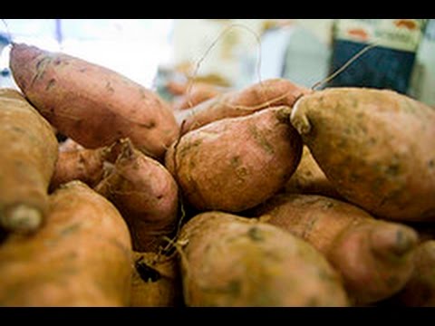 WSZYSTKO o uprawie - Batat, Patat, Wilec ziemniaczany, Słodki ziemniak - uprawa warzyw | infoUprawa