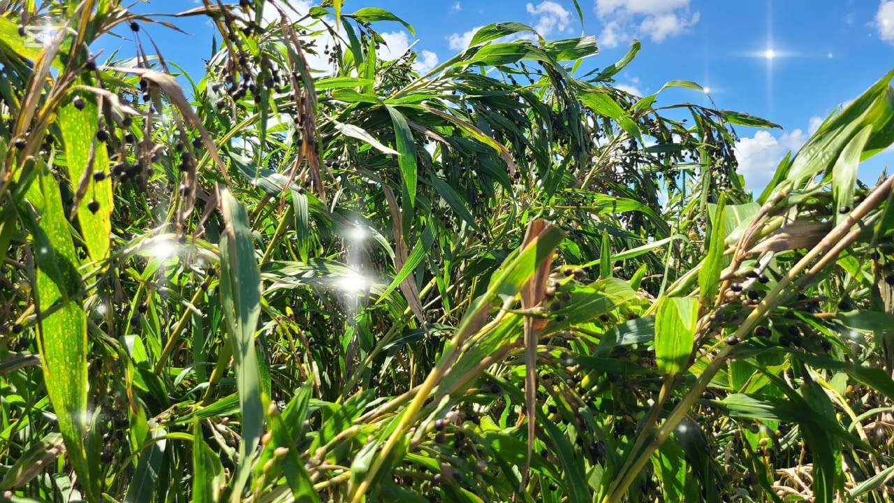 yg niam thiab g pom zoo  xob tham zoo dua