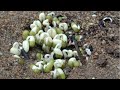 How to Grow Bean Sprouts/Growing Bean Sprouts in the sand by ny sokhom
