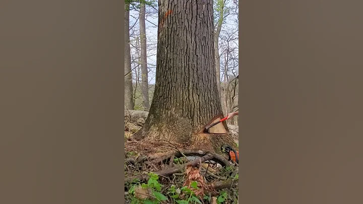 Stihl 661c Cutting A giant White Oak Tree #shorts