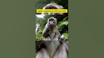 #monkey #myfirstvlog  ballu ka first vlog