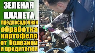 Проращиваем картофель правильно. Предпосадочная обработка клубней от вредителей и болезней.