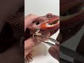 Helping babe with his shed #beardeddragon #wildlifesurvival #reptiles #wildlifesimulation