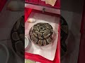 Clutch pertama musim 2025 Akiranimals