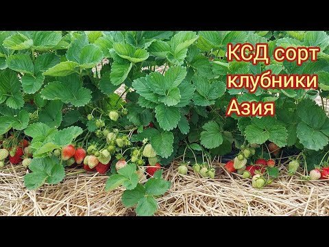 Asia June-bearing strawberry variety! Start of the harvest season! Asia is number one!