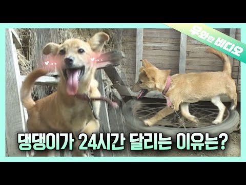 포레스트 검프 찍는 시고르자브종┃<strong>Korea</strong>&amp;#39;s Adorable <strong>Dog</strong> Filming Forrest Gump
