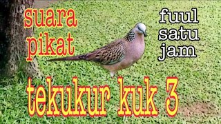 SUARA PIKAT TEKUKUR KUK 3