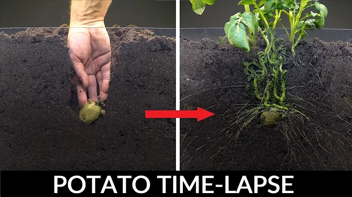 Potato Growing Underground Time Lapse - 92 Days - DayDayNews