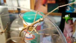 Keeping stick insects as pets