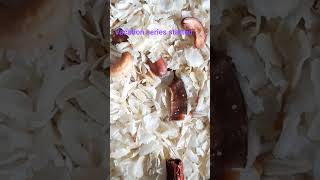 short #1 #prague #czech  #amsterdam #netherlands #trip #vacation #food #snacks #preparation #viral