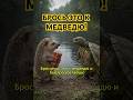 ЁЖИК МСТИТ МЕДВЕДЮ - #нейросеть #ai #юмор #мем #funny #смешныеживотные #hailuoai #hailuo02 #minimax