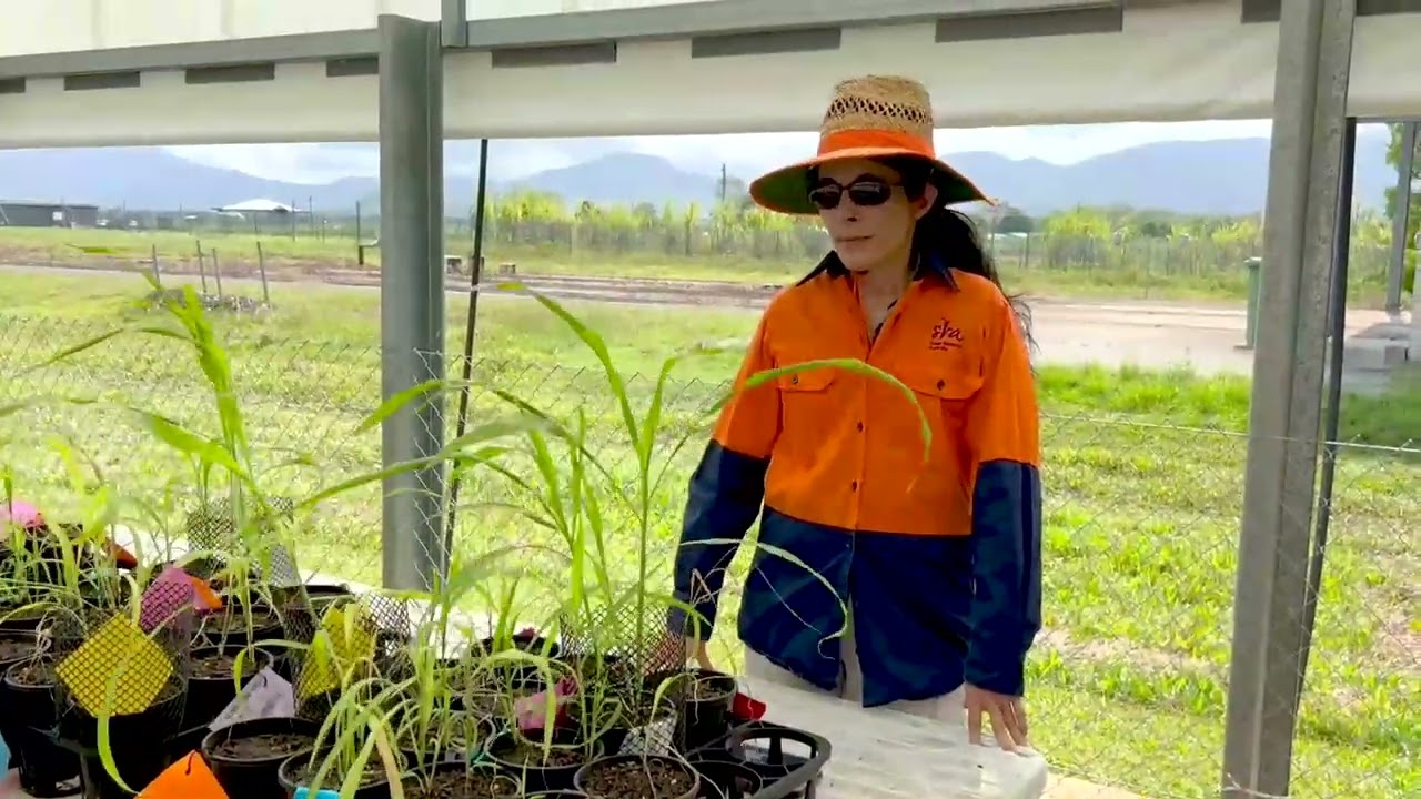 Itch grass weed management - Identifying effective post-emergent herbicide treatments for itch grass