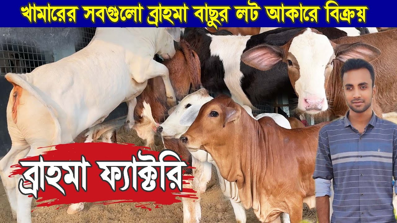ব্রাহমা ব্রিডিং ফার্ম বাংলাদেশে। লট আকারে সব ব্রাহমান বাছুর নিতে পারেন রাব্বি ডেইরী ফার্ম থেকে।