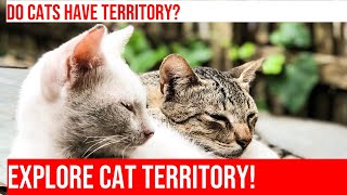 Discover a Cat's Territorial Instinct