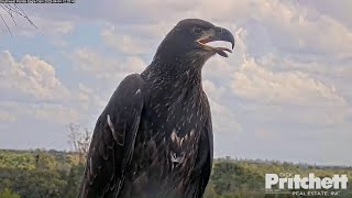 💕E22 IS BACK TO THE NEST TREE💕SWFL Eagles / 4.4.23 Profile