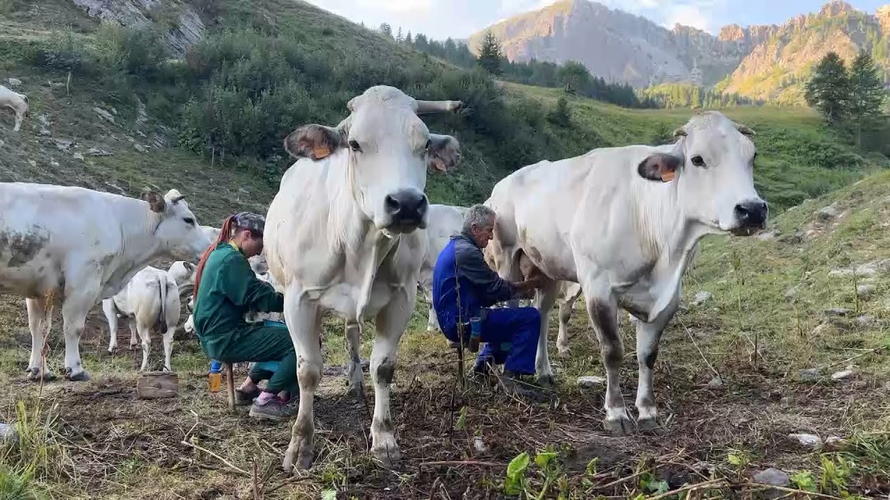L’esperienza unica di un alpeggio in Val Maira