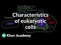 Eukaryotic Cells Unveiled: Key Features and Organelles Explained