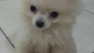 My new pet dog   Candy the dog