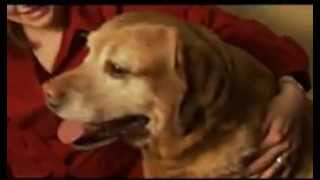 San Jose ADT | Fire & Pets