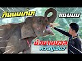 บัวบานกินนมเก่ง❗️งอลควาญเจียวไม่อย่ากลับ⚠️एक हाथी,elephant