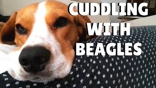 Beagle love to CUDDLE ¦ Pipas The Beagle by Pipas The Beagle 3,019 views 4 years ago 1 minute, 23 seconds